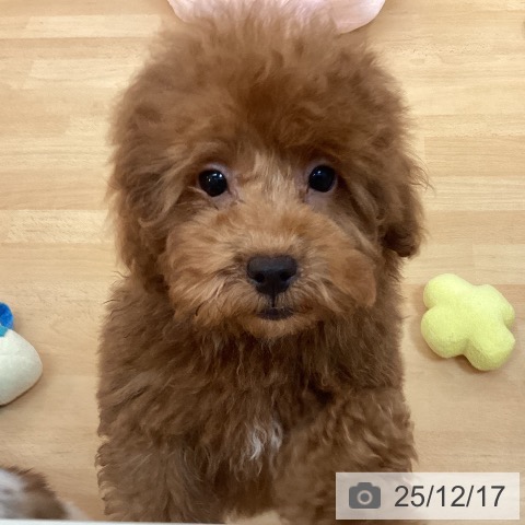 福岡県のトイプードル(トイ) (ペットプラス 福岡伊都店/2025年9月16日生まれ/男の子/レッド)の子犬の3枚目の画像