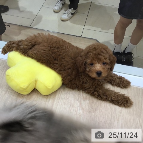 沖縄県のトイプードル(トイ) (ペットプラス 沖縄ライカム店/2025年9月16日生まれ/男の子/レッド)の子犬の4枚目の画像