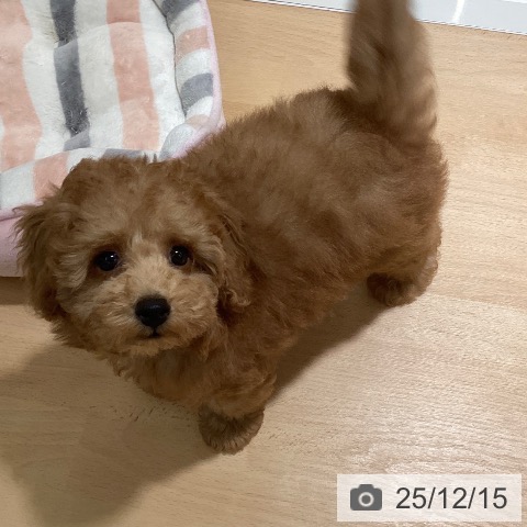 鹿児島県のトイプードル(トイ) (ペットプラス 姶良店/2025年9月18日生まれ/男の子/アプリコット)の子犬の4枚目の画像