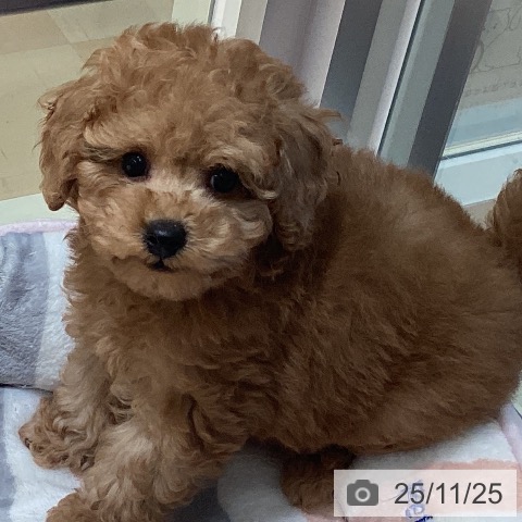 鹿児島県のトイプードル(トイ) (ペットプラス 姶良店/2025年9月18日生まれ/男の子/アプリコット)の子犬の3枚目の画像