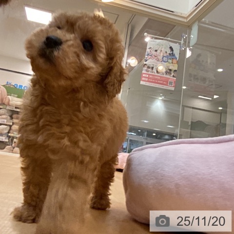 トイ・プードルの写真