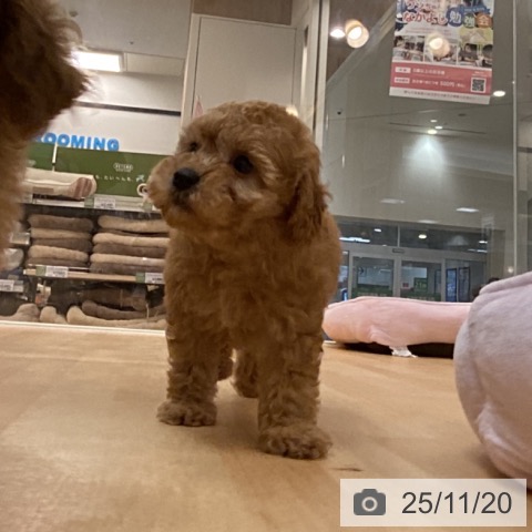 トイ・プードルの写真