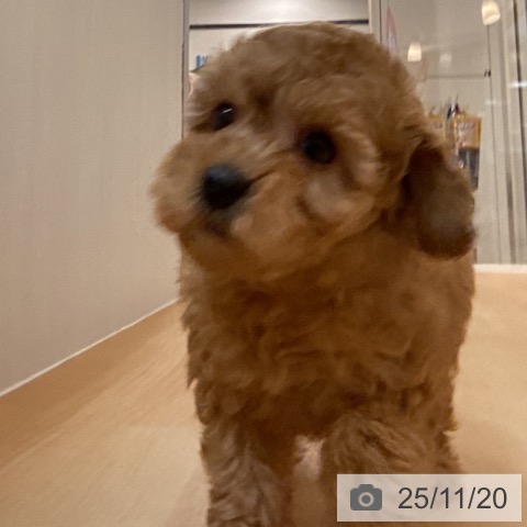 トイ・プードルの写真