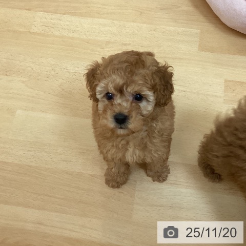 トイ・プードルの写真