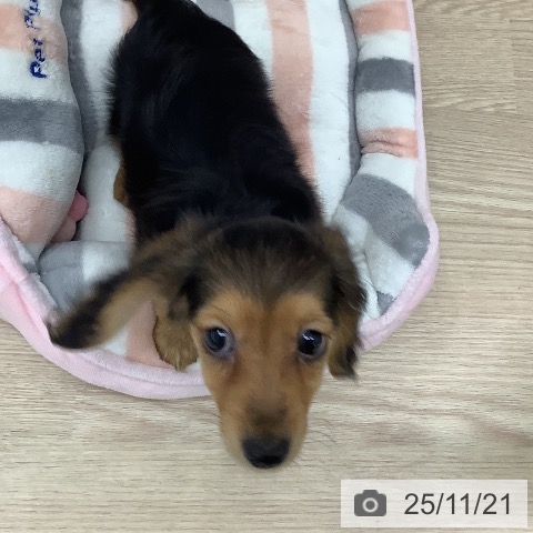 長崎県のミニチュアダックスフンド(ロング) (ペットプラス 長崎店/2025年9月14日生まれ/女の子/シェーデットレッド)の子犬の3枚目の画像