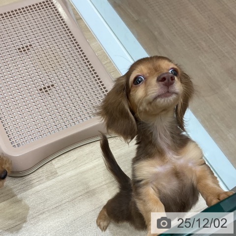 福岡県のミニチュアダックスフンド(ロング) (ペットプラス 香椎浜店/2025年9月14日生まれ/男の子/チョコレートタン)の子犬の4枚目の画像