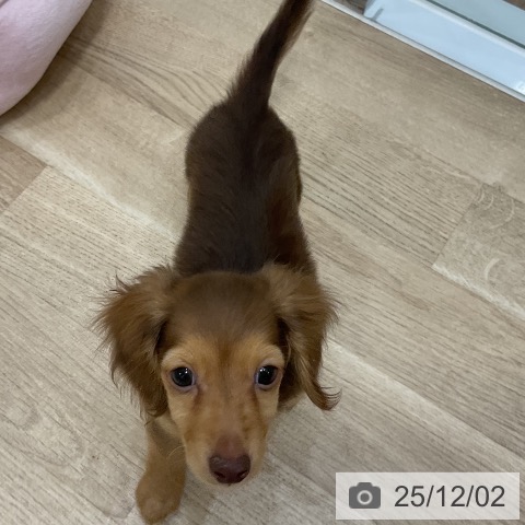 福岡県のミニチュアダックスフンド(ロング) (ペットプラス 香椎浜店/2025年9月14日生まれ/男の子/チョコレートタン)の子犬の3枚目の画像