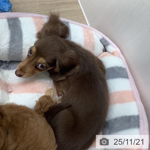 長崎県のミニチュアダックスフンド(ロング) (ペットプラス 長崎店/2025年9月14日生まれ/女の子/チョコレートタン)の子犬の4枚目の画像