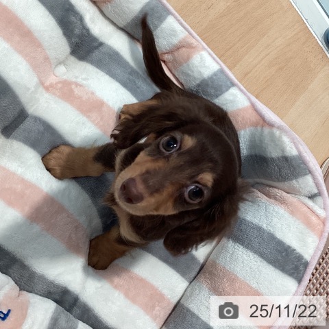 ミニチュア・ダックスフンドの写真