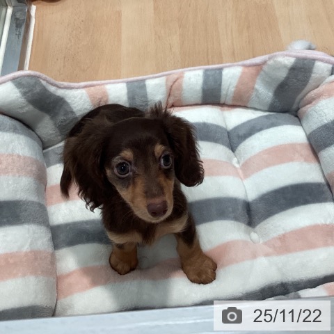 ミニチュア・ダックスフンドの写真