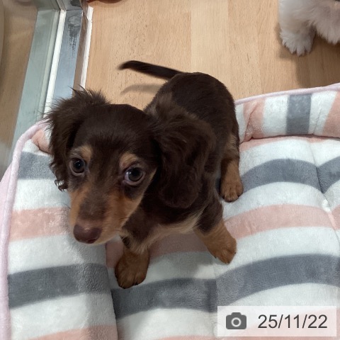 神奈川県のミニチュアダックスフンド(ロング) (ペットプラス 海老名店/2025年9月14日生まれ/女の子/チョコレートタン)の子犬の3枚目の画像