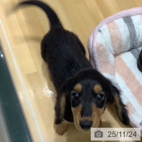 ミニチュア・ダックスフンドの写真