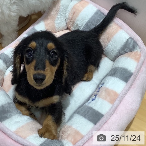 ミニチュア・ダックスフンドの写真