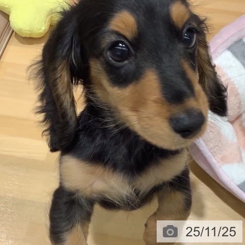 ミニチュア・ダックスフンドの写真