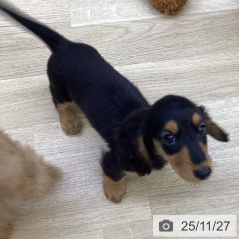 ミニチュア・ダックスフンドの写真