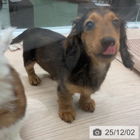 埼玉県のミニチュアダックスフンド(ロング) (ペットプラス 上尾店/2025年9月15日生まれ/男の子/レッド)の子犬の4枚目の画像