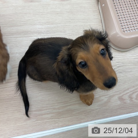 埼玉県のミニチュアダックスフンド(ロング) (ペットプラス 上尾店/2025年9月15日生まれ/男の子/レッド)の子犬の3枚目の画像