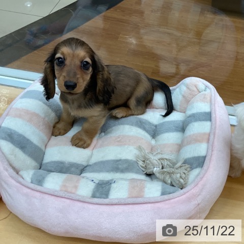 千葉県のミニチュアダックスフンド(ロング) (ペットプラス 八千代緑が丘店/2025年9月15日生まれ/男の子/レッド)の子犬の3枚目の画像