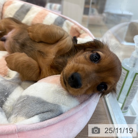 ミニチュア・ダックスフンドの写真