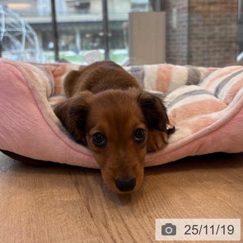 福岡県のミニチュアダックスフンド(ロング) (ペットプラス 春日店/2025年9月15日生まれ/男の子/レッド)の子犬の3枚目の画像