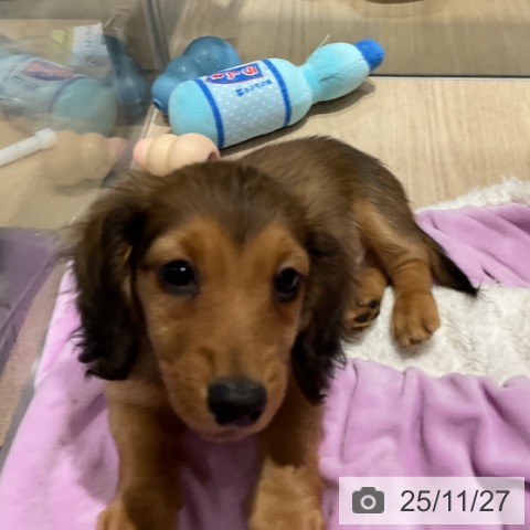 ミニチュア・ダックスフンドの写真