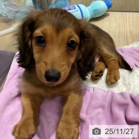 ミニチュア・ダックスフンドの写真