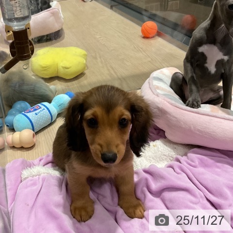 ミニチュア・ダックスフンドの写真