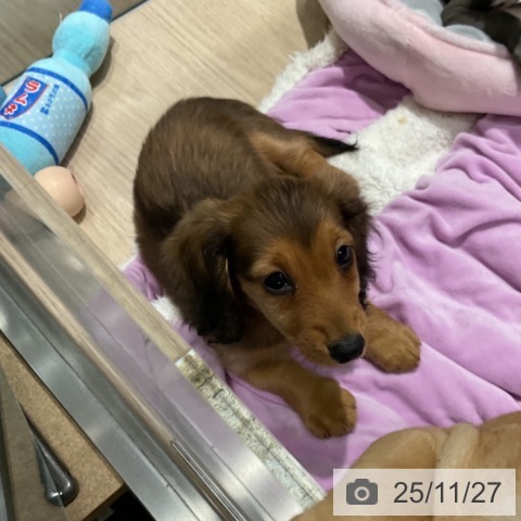 ミニチュア・ダックスフンドの写真