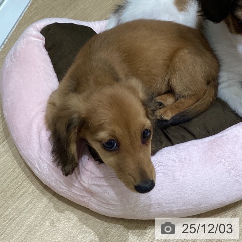 岩手県のミニチュアダックスフンド(ロング) (ペットプラス 盛岡南店/2025年9月15日生まれ/男の子/レッド)の子犬の3枚目の画像