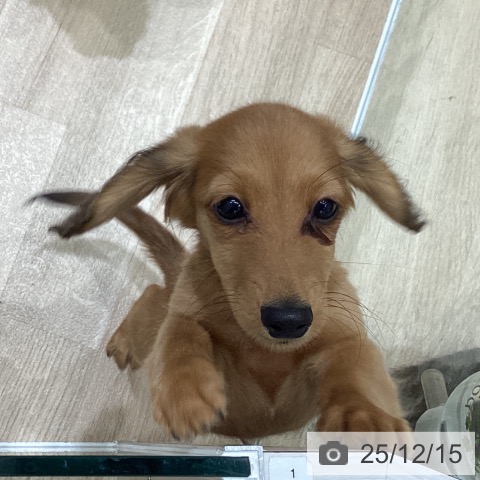 岩手県のミニチュアダックスフンド(ロング) (ペットプラス 盛岡南店/2025年9月15日生まれ/男の子/レッド)の子犬の3枚目の画像