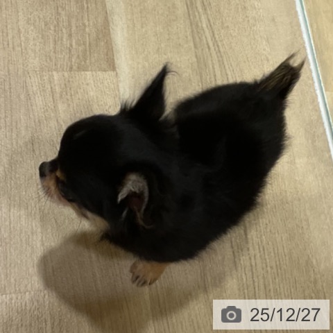 福岡県のチワワ(ロング) (ペットプラス 小倉南店/2025年9月18日生まれ/男の子/ブラックタン)の子犬の4枚目の画像