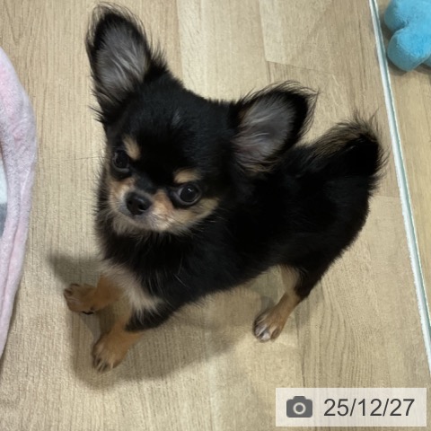 福岡県のチワワ(ロング) (ペットプラス 小倉南店/2025年9月18日生まれ/男の子/ブラックタン)の子犬の3枚目の画像