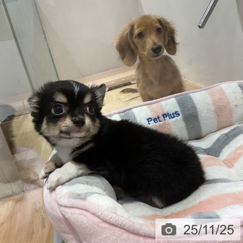 福岡県のチワワ(ロング) (ペットプラス 小倉南店/2025年9月18日生まれ/男の子/ブラックタンホワイト)の子犬の4枚目の画像