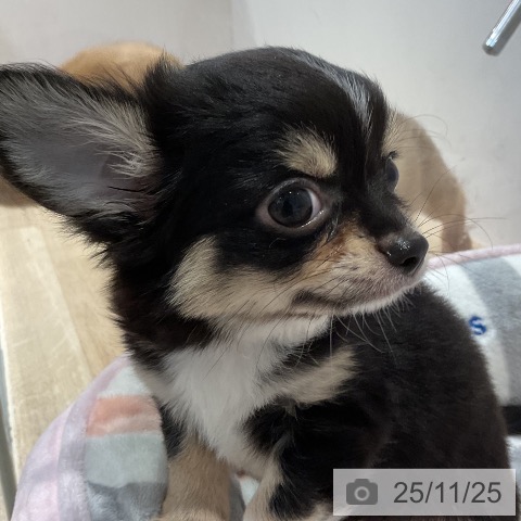 福岡県のチワワ(ロング) (ペットプラス 小倉南店/2025年9月18日生まれ/男の子/ブラックタンホワイト)の子犬の3枚目の画像