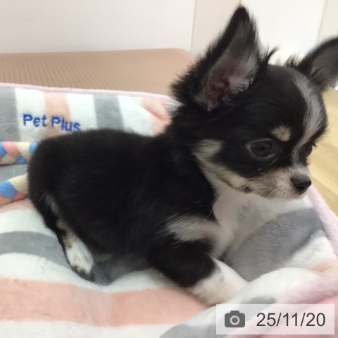 宮崎県のチワワ(ロング) (ペットプラス 宮崎店/2025年9月18日生まれ/女の子/ブラックタンホワイト)の子犬の4枚目の画像