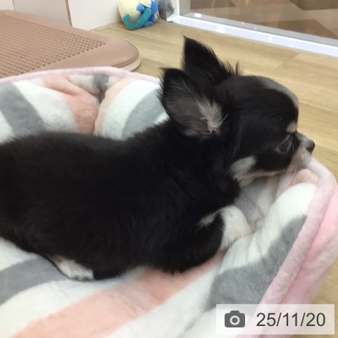 宮崎県のチワワ(ロング) (ペットプラス 宮崎店/2025年9月18日生まれ/女の子/ブラックタンホワイト)の子犬の3枚目の画像