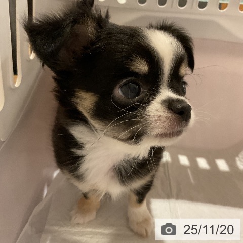 福岡県のチワワ(ロング) (ペットプラス 八幡東店/2025年9月18日生まれ/女の子/ブラックタンホワイト)の子犬の4枚目の画像