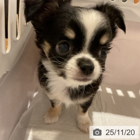 福岡県のチワワ(ロング) (ペットプラス 八幡東店/2025年9月18日生まれ/女の子/ブラックタンホワイト)の子犬の3枚目の画像