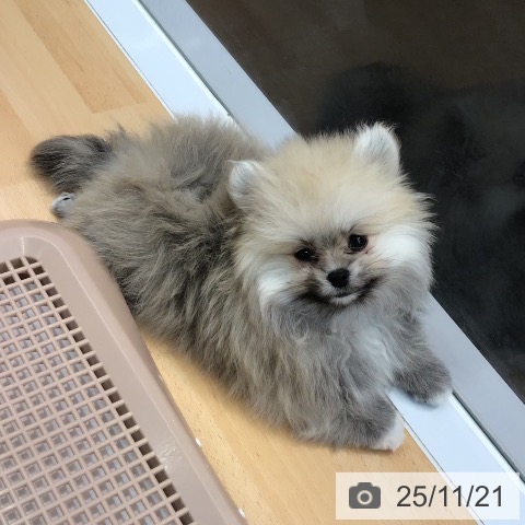 ポメラニアンの写真
