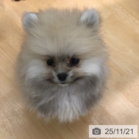 ポメラニアンの写真