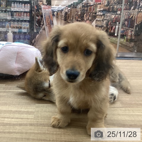 東京都のカニンヘンダックスフンド(ロング) (ペッツワン 青梅インター店/2025年9月18日生まれ/男の子/レッド)の子犬の3枚目の画像