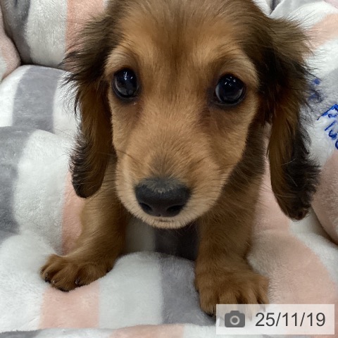 カニーンヘン・ダックスフンドの写真