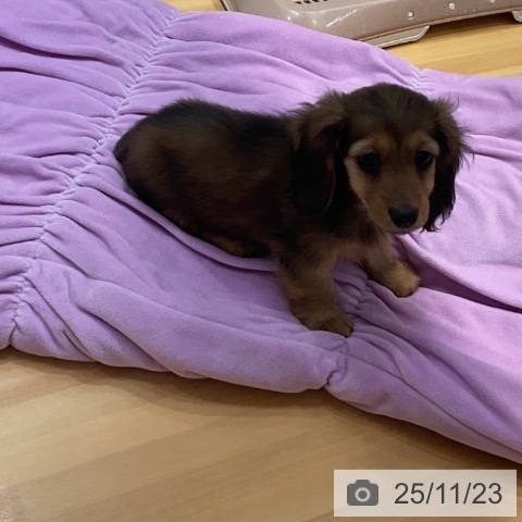 カニーンヘン・ダックスフンドの写真