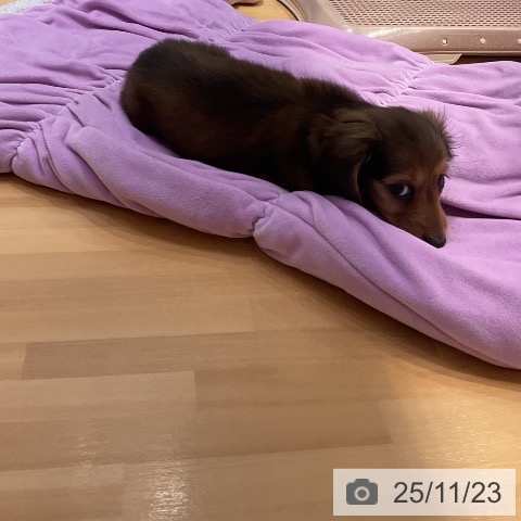 カニーンヘン・ダックスフンドの写真