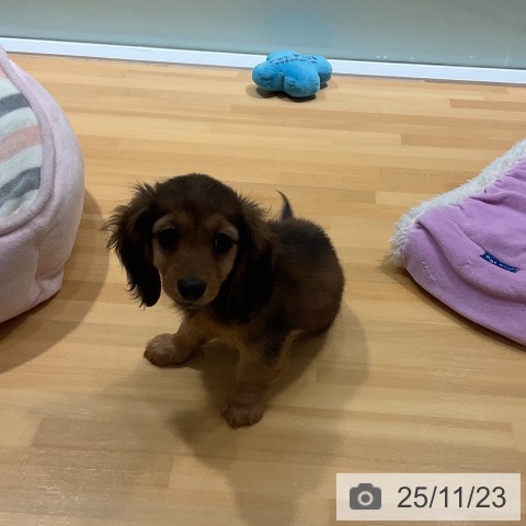 カニーンヘン・ダックスフンドの写真