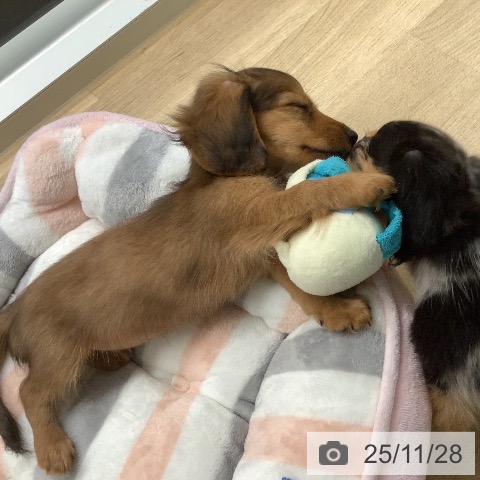 宮崎県のカニンヘンダックスフンド(ロング) (ペットプラス 宮崎店/2025年9月18日生まれ/女の子/レッド)の子犬の4枚目の画像