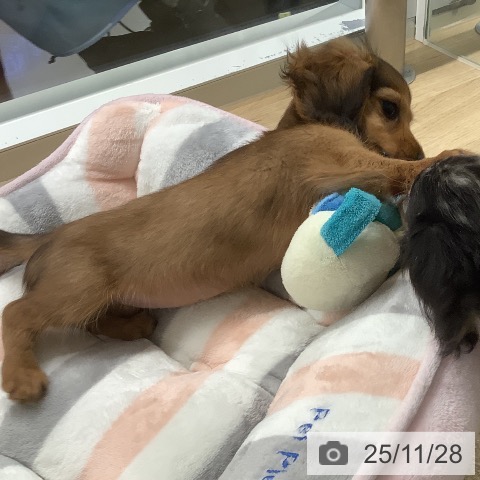 宮崎県のカニンヘンダックスフンド(ロング) (ペットプラス 宮崎店/2025年9月18日生まれ/女の子/レッド)の子犬の3枚目の画像