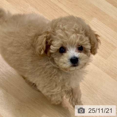 熊本県のトイプードル(トイ) (ペットプラス 熊本店/2025年9月18日生まれ/男の子/アプリコット)の子犬の4枚目の画像