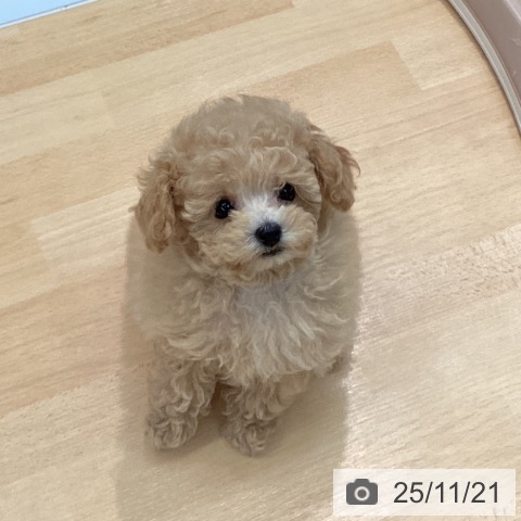 熊本県のトイプードル(トイ) (ペットプラス 熊本店/2025年9月18日生まれ/男の子/アプリコット)の子犬の3枚目の画像