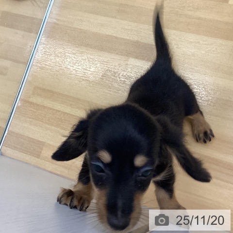 ミニチュア・ダックスフンドの写真